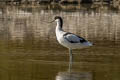 Pied Avocet Recurvirostra avosetta