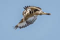 Pied Kingfisher Ceryle rudis leucomelanurus