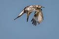 Pied Kingfisher Ceryle rudis leucomelanurus