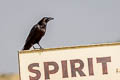 Punjab Raven Corvus corax subcorax