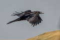 Punjab Raven Corvus corax subcorax