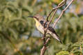 Purple Sunbird Cinnyris asiaticus asiaticus