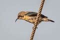 Purple Sunbird Cinnyris asiaticus asiaticus