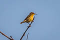 Purple Sunbird Cinnyris asiaticus asiaticus