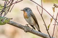 Red-breasted Flycatcher Ficedula parva