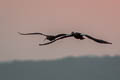 Red-naped Ibis papillosa