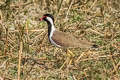 Red-wattled Lapwing Vanellus indicus indicus