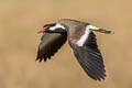 Red-wattled Lapwing Vanellus indicus indicus