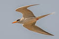 River Tern Sterna aurantia