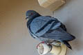 Rock Dove Columba livia intermedia