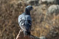 Rock Dove Columba livia intermedia