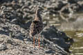 Ruff Calidris pugnax