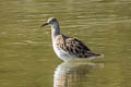 Ruff Calidris pugnax