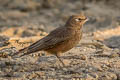 Rufous-tailed Lark Ammomanes phoenicura phoenicura