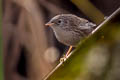 Rufous-vented Grass Babbler Laticilla burnesii burnesii (Rufous-vented Prinia)