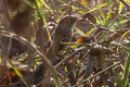 Rufous-vented Grass Babbler Laticilla burnesii burnesii (Rufous-vented Prinia)