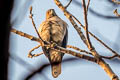 Shikra Accipiter badius ssp.