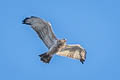 Short-toed Snake Eagle Circaetus gallicus gallicus