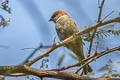 Sind Sparrow Passer pyrrhonotus