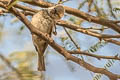 Sind Sparrow Passer pyrrhonotus