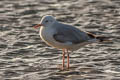 Slender-billed Gull Chroicocephalus genei