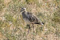 Sociable Lapwing Vanellus gregarius