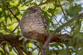 Spotted Owlet Athene brama indica