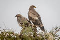 Steppe Eagle Aquila nipalensis nipalensis