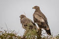 Steppe Eagle Aquila nipalensis nipalensis