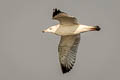 Steppe Gull Larus fuscus barabensis