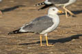 Steppe Gull Larus fuscus barabensis