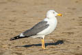 Steppe Gull Larus fuscus barabensis