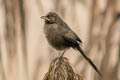 Striated Babbler Argya earlei sonivia