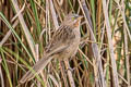 Striated Babbler Argya earlei sonivia