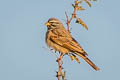 Striolated Bunting Emberiza striolata stiolata