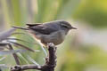 Sulphur-bellied Warbler Phylloscopus griseolus