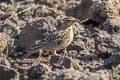 Sykes's Lark Galerida deva