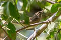 Sykes's Warbler Iduna rama