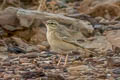 Tawny Pipit Anthus campestris