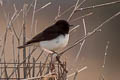 Variable Wheatear Oenanthe picata