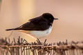 Variable Wheatear Oenanthe picata