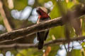 Vigors's Sunbird Aethopyga vigorsii