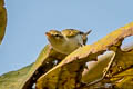 Western Crowned Warbler Phylloscopus occipitalis