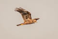 Western Marsh Harrier Circus aeruginosus aeruginosus