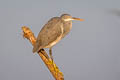 Western Reef Heron Egretta gularis schistacea