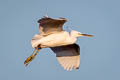 Western Reef Heron Egretta gularis schistacea