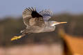 Western Reef Heron Egretta gularis schistacea