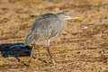 Western Reef Heron Egretta gularis schistacea