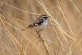 White-browed Bush Chat Saxicola macrorhynchus (Stoliczka's Bush Chat)