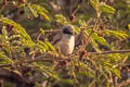 White-crowned Penduline Tit Remiz coronatus stoliczkae